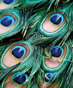 Peacock flag by festivology